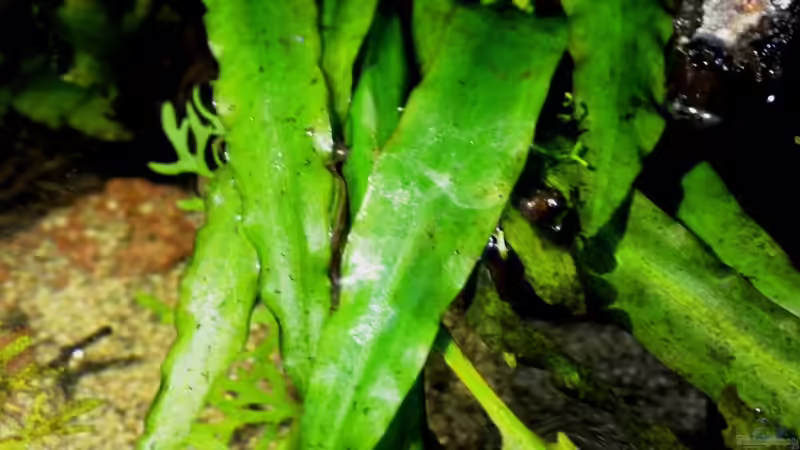 Cryptocoryne albida von lomarraco (36)