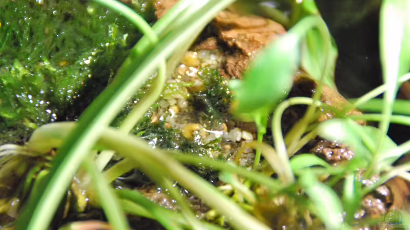Cryptocoryne albida im Aquarium pflegen (Einrichtungsbeispiele für Weißlicher Wasserkelch)