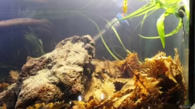 Cryptocoryne albida im Aquarium pflegen (Einrichtungsbeispiele für Weißlicher Wasserkelch)
