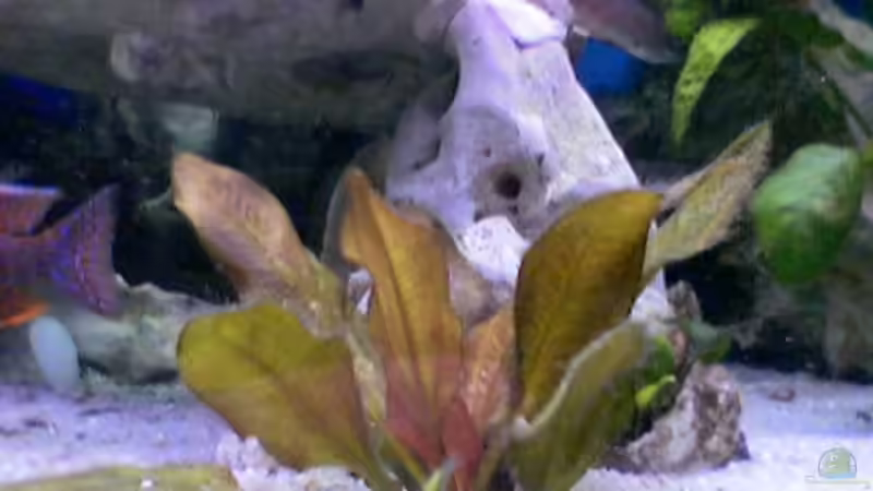 Cryptocoryne apon. von Justus (6)