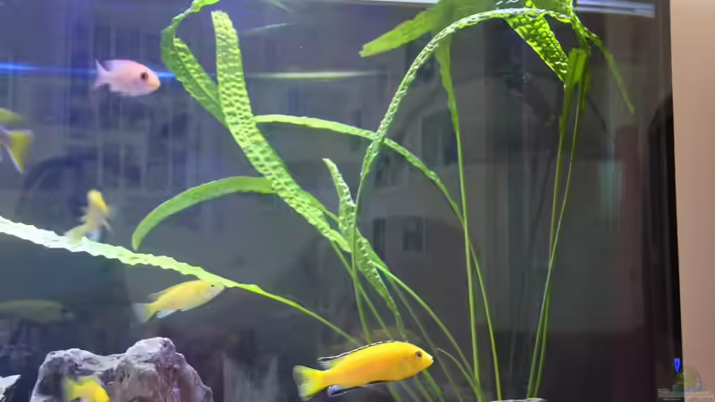 Cryptocoryne apongetifolia  von Thomas Roscher (3)