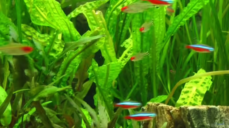 Cryptocoryne aponogeti folia MERRIL (original) ab dem 06.07.2009 von Bämbel (24)