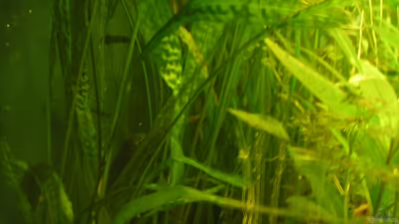 Cryptocoryne aponogetifolia -  Hammerschlag Wasserkelch von Peggy (19)