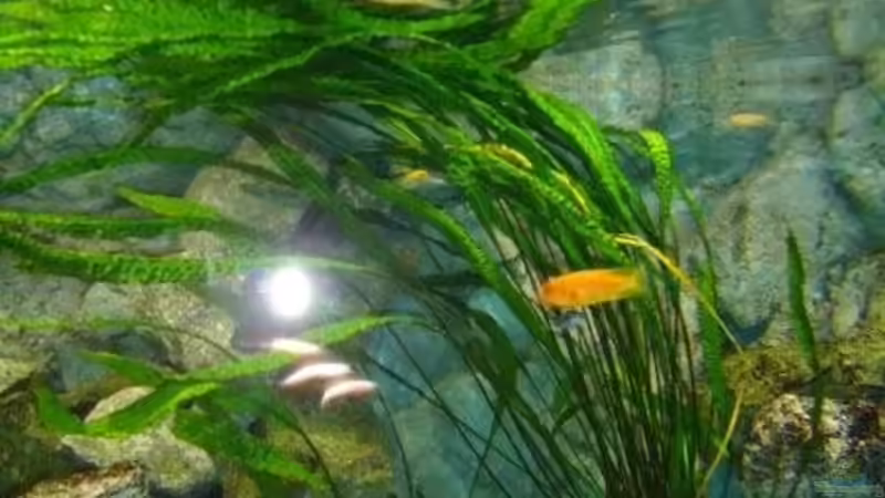 Cryptocoryne aponogetifolia - Hammerschlag Wasserkelch von Mbuna Mick (22)