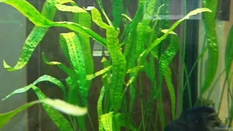 Cryptocoryne aponogetifolia  Hammerschlag Wasserkelch von Hermann Süss (8)