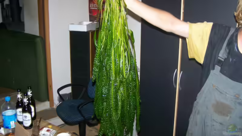 Cryptocoryne aponogetifolia  von Klabuster (6)