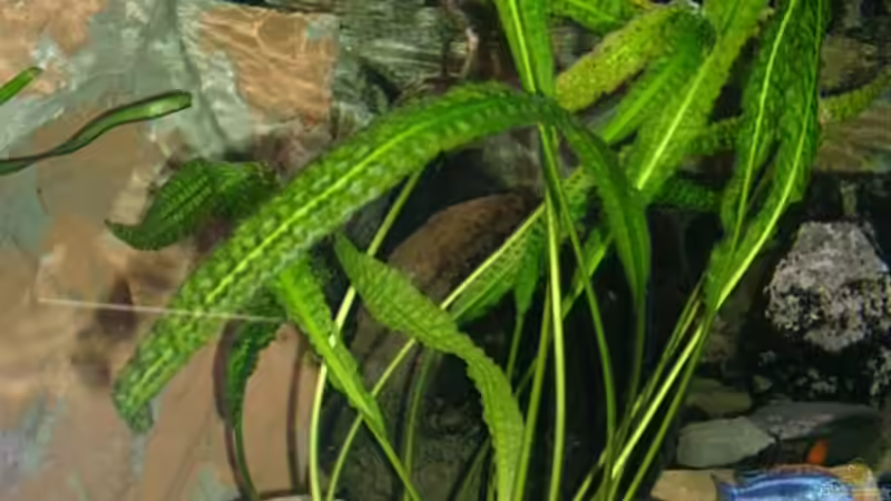 Cryptocoryne aponogetifolia  von Mikey (7)