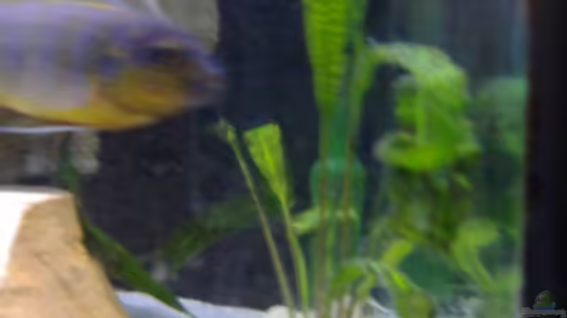 Cryptocoryne aponogetifolia (etwas mickrig) von Milatz Darian (10)