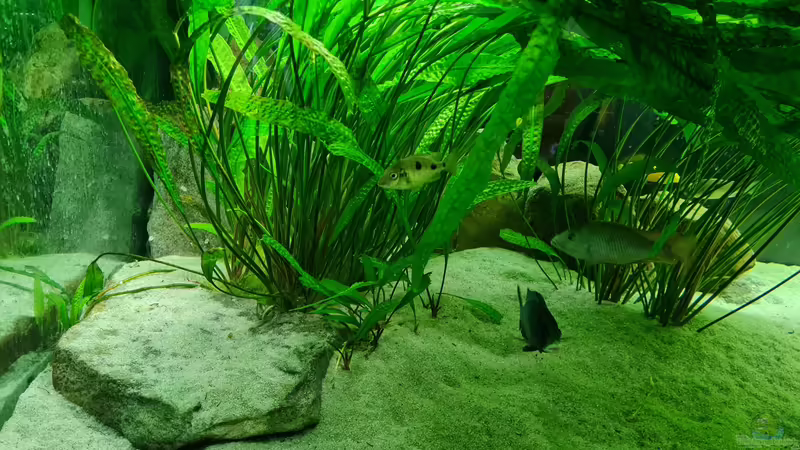 Cryptocoryne aponogetifolia Hammerschlag-Wasserkelch  Muterpflanze von Dennis 80 (8)