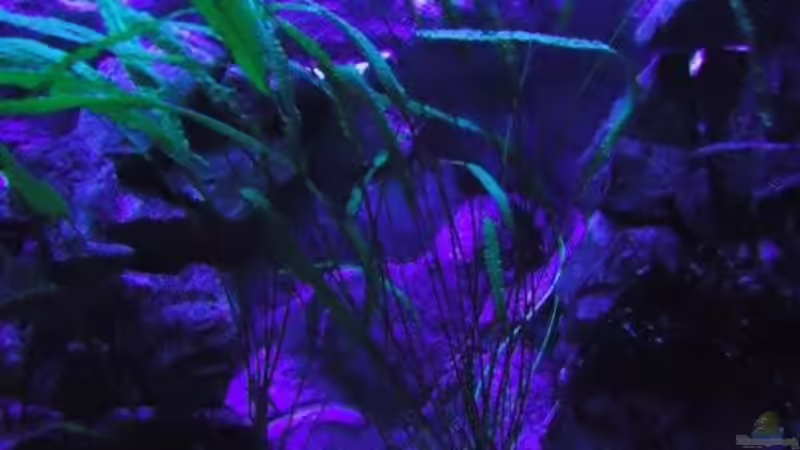 Cryptocoryne aponogetifolia rechts / bei Blaulicht von Mbuna Mick (23)