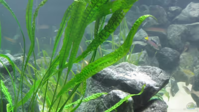 Cryptocoryne aponogetifolia von Andi*Sehlde (22)