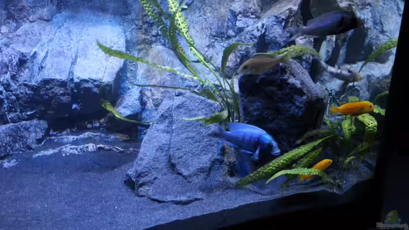 Cryptocoryne aponogetifolia von chR576 (14)