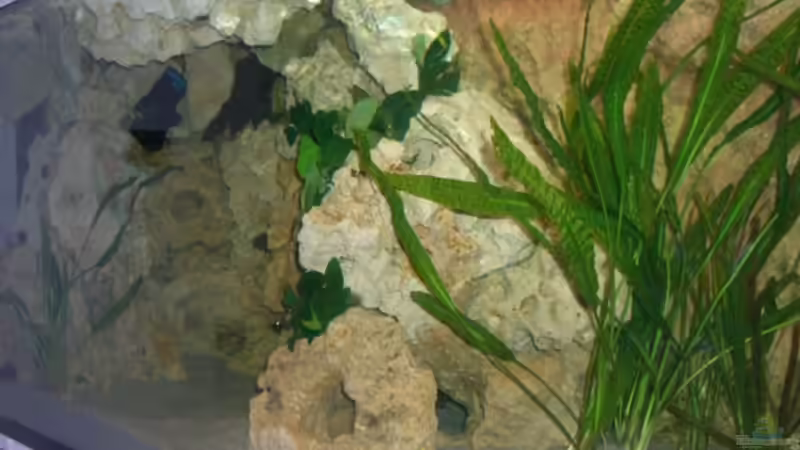 Cryptocoryne aponogetifolia von Christof Brixner (12)