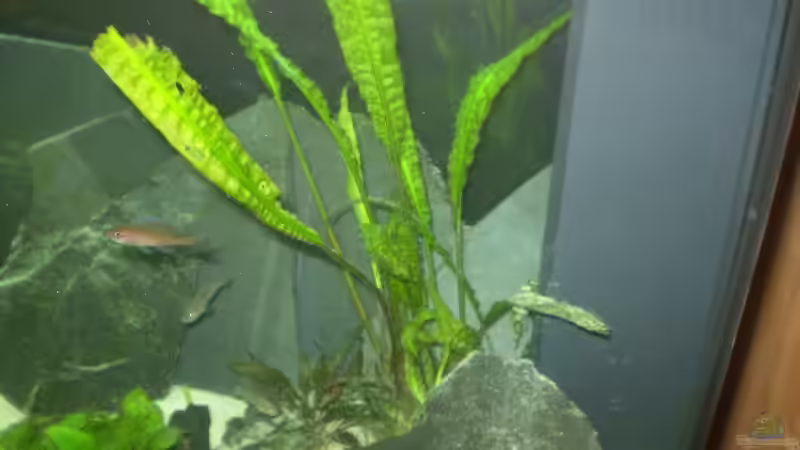 Cryptocoryne aponogetifolia von Daniel Baier (5)