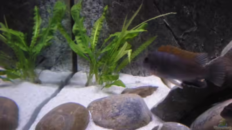 Cryptocoryne aponogetifolia von Der Schwabe (7)