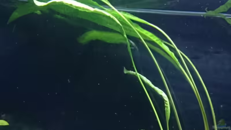 Cryptocoryne Aponogetifolia von djhitek (4)