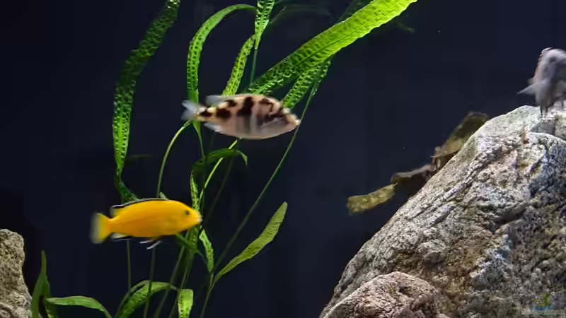 Cryptocoryne Aponogetifolia von freezer2510 (5)