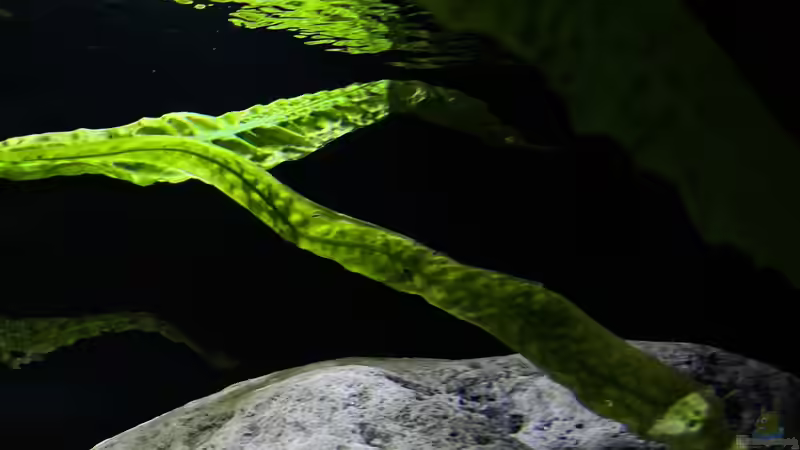 Cryptocoryne aponogetifolia von malawidortmund (4)