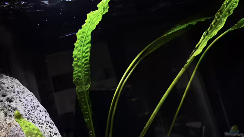 Cryptocoryne aponogetifolia von malawidortmund (5)