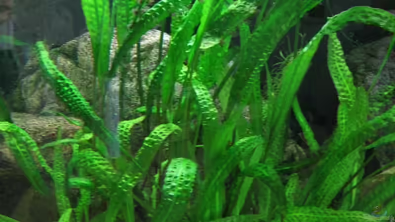 Cryptocoryne aponogetifolia von Michaela Krause (9)