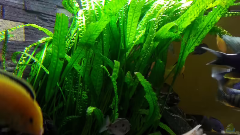 Cryptocoryne aponogetifolia von Moda (4)