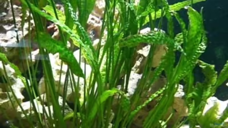 Cryptocoryne aponogetifolia von Rainer Klettke (3)