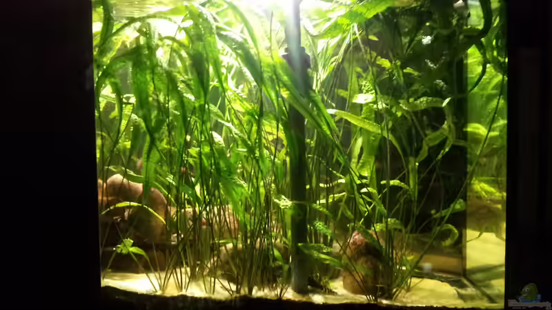 Cryptocoryne Aponogetifolia von schmitzkatze (10)