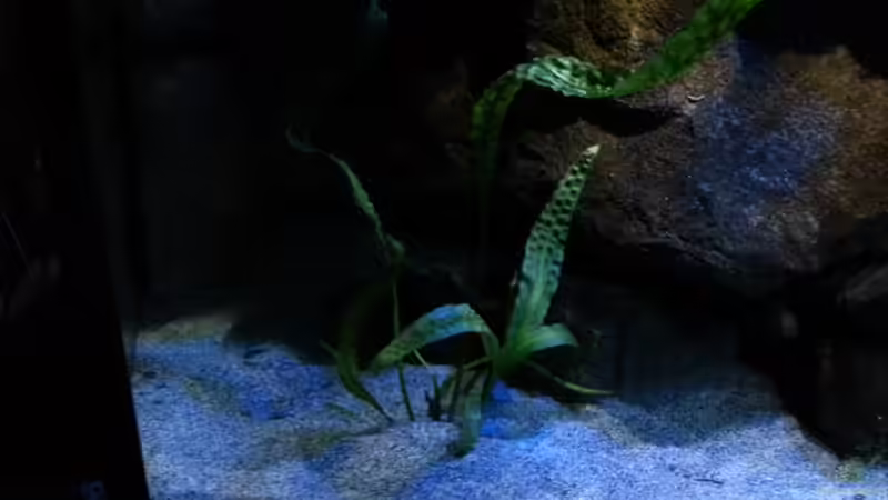 Cryptocoryne aponogetifolia von Sebastian O. (7)