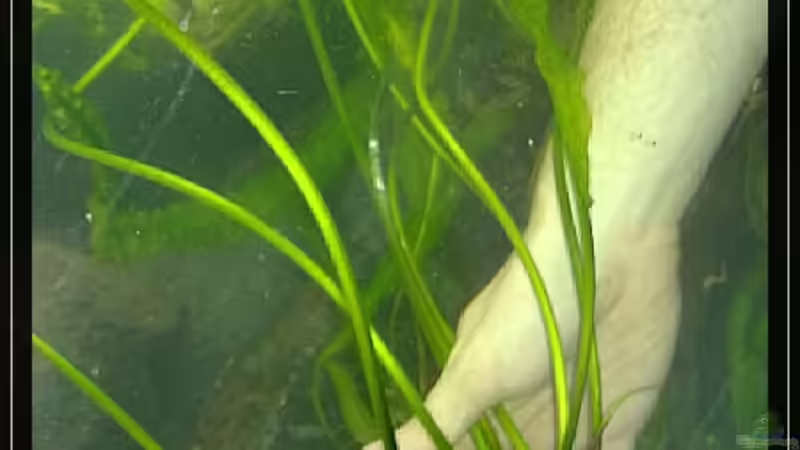 Cryptocoryne aponogetifolia von wolf87 (7)