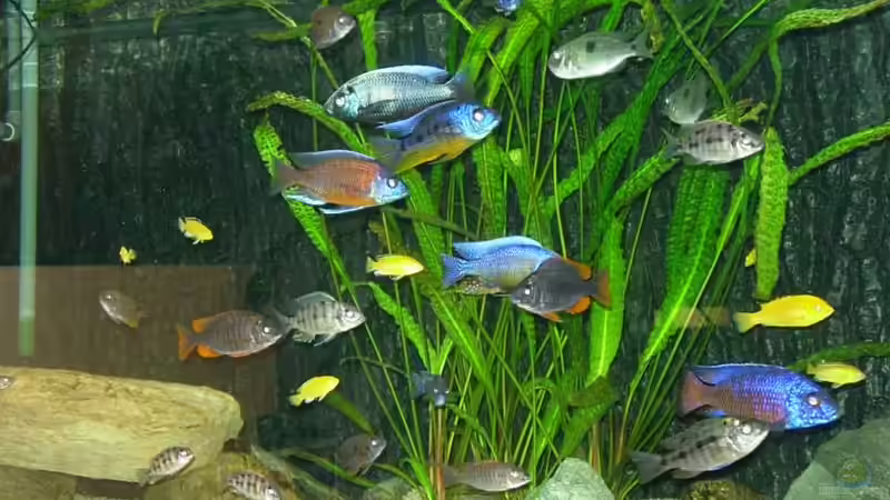 Cryptocoryne Aponogetonfolia  von Daniel Riedel (6)