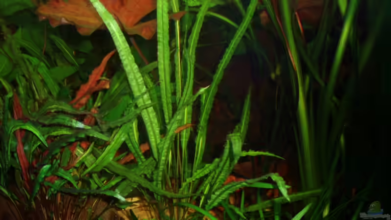 Cryptocoryne balansae (genoppter Wasserkelch) u. Nymphaea lotus rot (roter Tigerlotus) 20.12.09 von ~Marco~ (23)