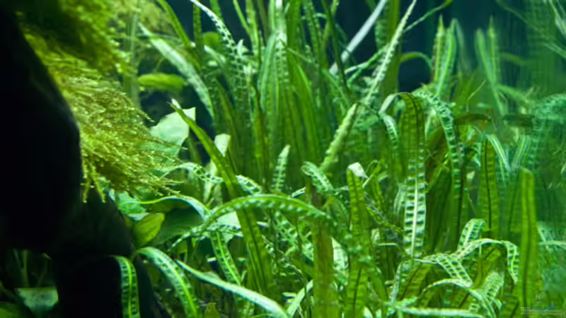 Cryptocoryne balansae von -Der Österreicher- (12)