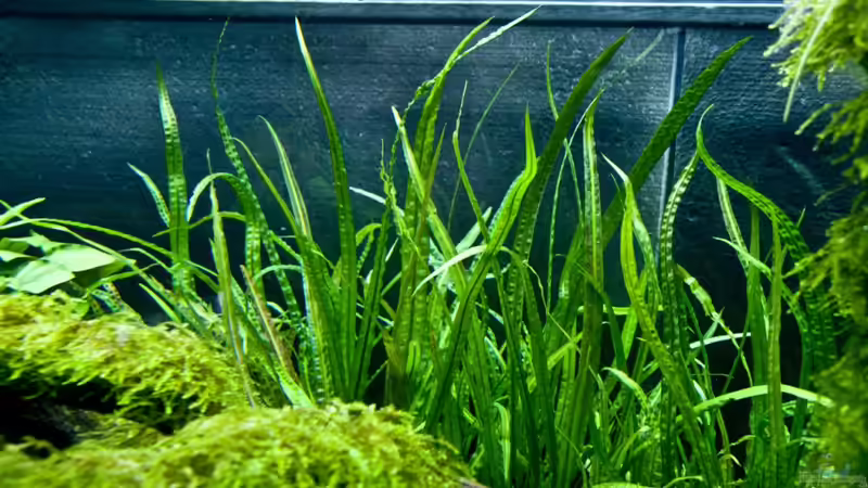 Cryptocoryne balansae von -Der Österreicher- (13)