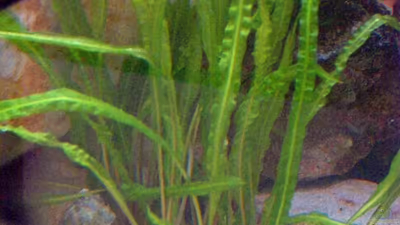 Cryptocoryne balansae von Aqua92 (5)