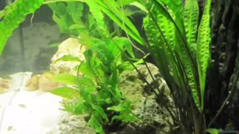 Cryptocoryne balansae von cammarus (5)