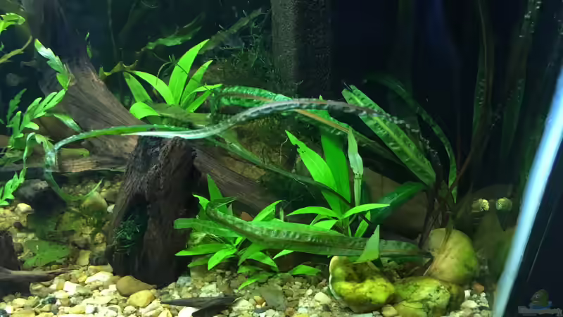Cryptocoryne balansae von Harald Kästner (23)