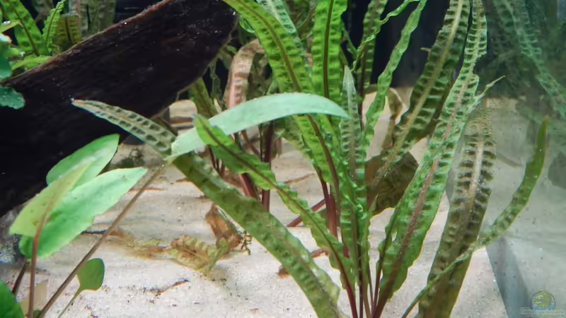 Cryptocoryne balansae von Merotheq (35)