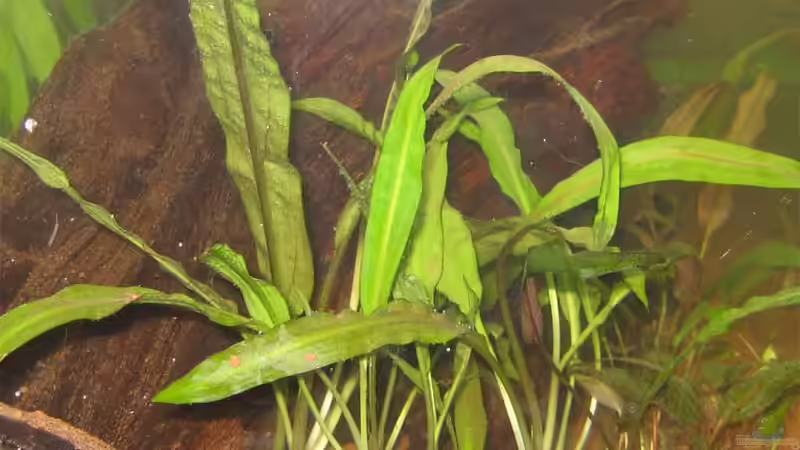 Cryptocoryne Balansae von pekro (15)