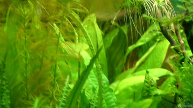 Cryptocoryne balansea ? Javafarn von Herzilein (8)