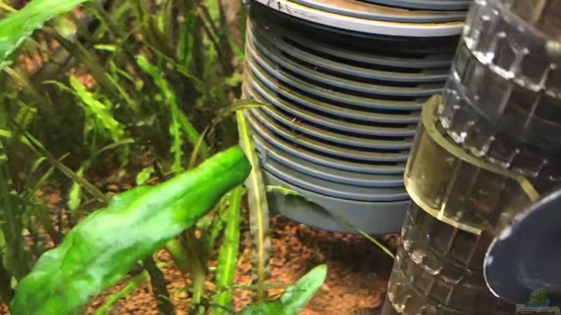 cryptocoryne balsanae von Der Nicky (59)