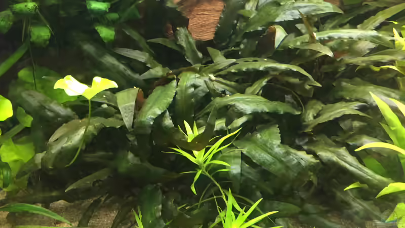 Cryptocoryne becketii von Danny (12)