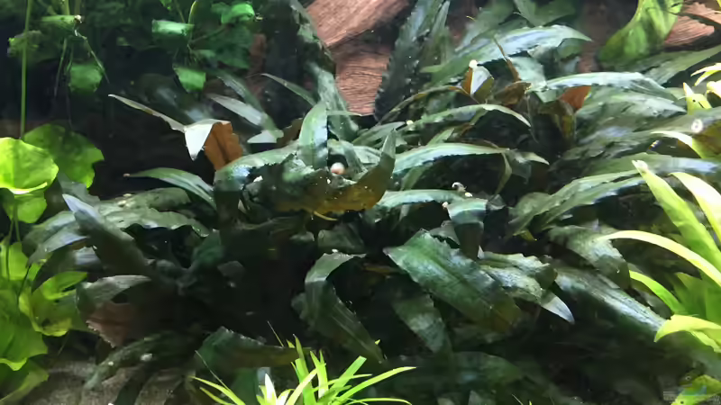 Cryptocoryne becketii von Danny (17)