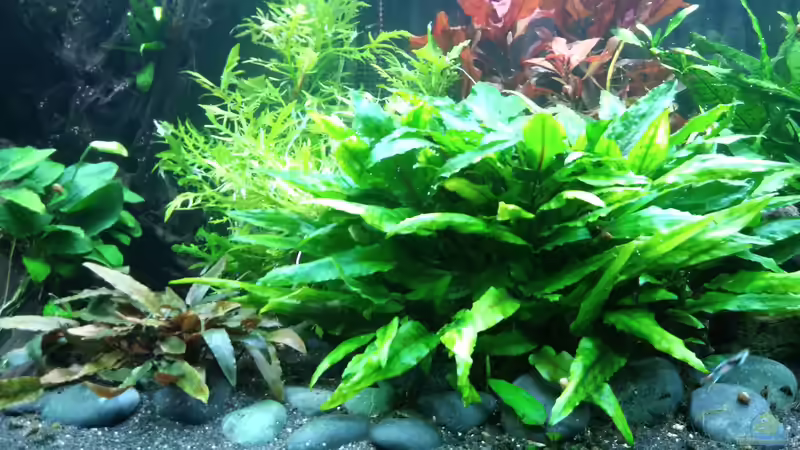 Cryptocoryne becketti ? von Saija (2)