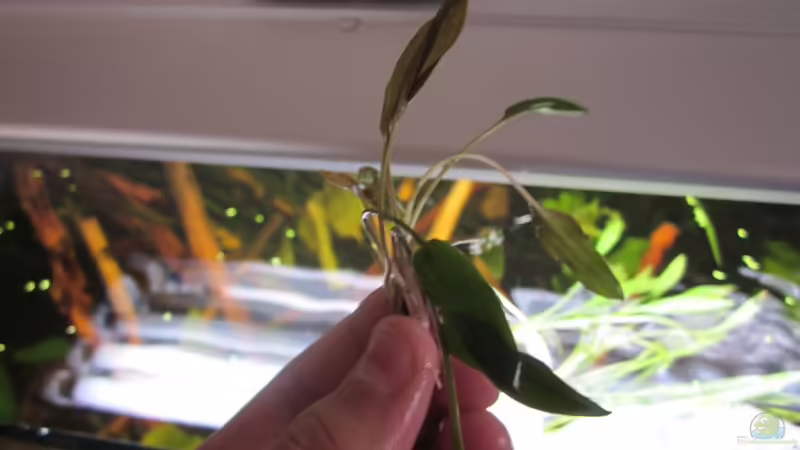 Cryptocoryne becketti? von A. Twele (12)