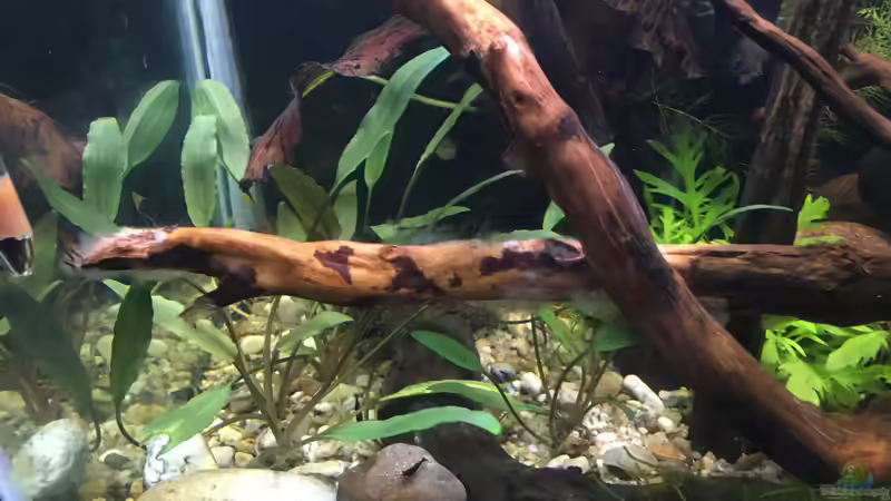 Cryptocoryne becketti von Harald Kästner (17)