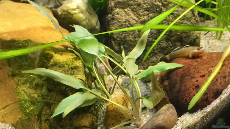 Cryptocoryne becketti von Harald Kästner (4)