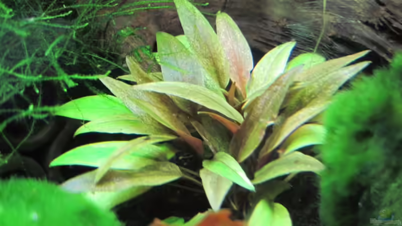 Cryptocoryne beckettii - 14.05.2010 von Opodeldok (22)