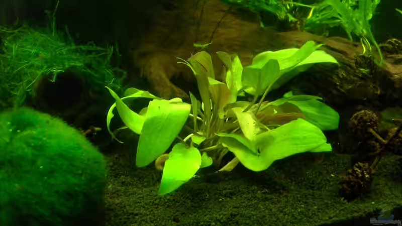 Cryptocoryne beckettii - 31.03.2010 frisch eingesetzt von Opodeldok (18)