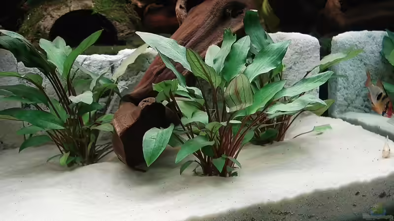 Becketts Wasserkelch im Aquarium pflegen (Einrichtungsbeispiele für Cryptocoryne beckettii)