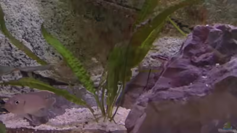 Cryptocoryne beckettii petchii von Capitan Hook (15)